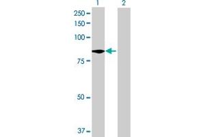 Western Blot analysis of C9orf52 expression in transfected 293T cell line by C9orf52 MaxPab polyclonal antibody. (TTC39B Antikörper  (AA 1-616))