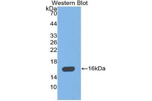 Western Blotting (WB) image for anti-Mannose-Binding Lectin (Protein C) 2, Soluble (MBL2) (AA 129-244) antibody (ABIN1859770) (MBL2 Antikörper  (AA 129-244))