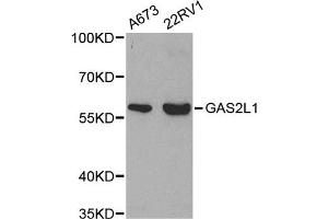 Western blot analysis of extracts of various cell lines, using GAS2L1 antibody (ABIN5971170) at 1/500 dilution.