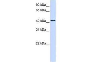 Image no. 1 for anti-Protein tyrosine Phosphatase, Receptor Type, R (PTPRR) (AA 72-121) antibody (ABIN6743363) (PTPRR Antikörper  (AA 72-121))
