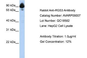 Western Blotting (WB) image for anti-Regulator of G-Protein Signaling 3 (RGS3) (C-Term) antibody (ABIN184194) (RGS3 Antikörper  (C-Term))