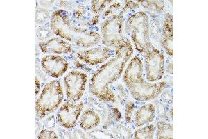 Immunohistochemistry of paraffin-embedded mouse kidney using PGC1α Rabbit pAb  at dilution of 1:50 (40x lens). (PPARGC1A Antikörper  (C-Term))
