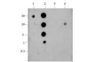 Dot Blot (DB) image for anti-Histone H4 (2meLys20) antibody (ABIN5706798)