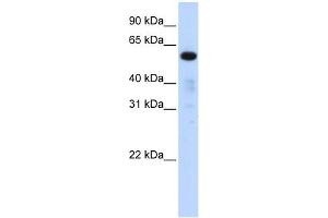 FAM98A antibody used at 1 ug/ml to detect target protein.
