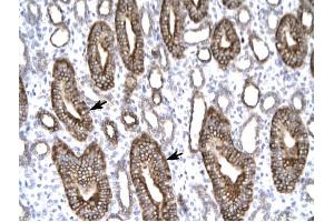Claudin 8 antibody was used for immunohistochemistry at a concentration of 4-8 ug/ml to stain Epithelial cells of renal tubule (arrows) in Human Kidney.
