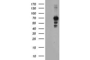 Image no. 1 for anti-SUMO1/sentrin/SMT3 Specific Peptidase 2 (SENP2) (AA 139-523) antibody (ABIN1490924) (SENP2 Antikörper  (AA 139-523))