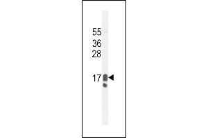 GCDFP-15 Antibody (C-term) (ABIN655074 and ABIN2844706) western blot analysis in MDA-M cell line lysates (35 μg/lane). (PIP Antikörper  (C-Term))