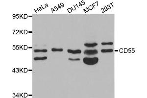 Western blot analysis of extracts of various cell lines, using CD55 antibody (ABIN5970570) at 1/1000 dilution. (CD55 Antikörper)