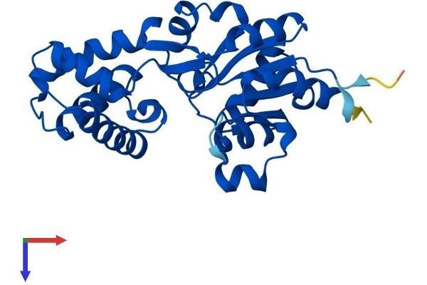 HDHD3 Protein (AA 1-251) (His tag)