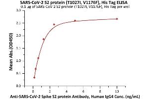 Immobilized SARS-CoV-2 S2 protein (T1027I, V1176F), His Tag (ABIN6992375) at 1 μg/mL (100 μL/well) can bind A-CoV-2 Spike S2 protein Antibody, Human IgG4 (S2N-S86) with a linear range of 0. (SARS-CoV-2 Spike S2 Protein (P.1 - gamma) (His tag))