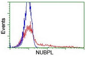 HEK293T cells transfected with either RC204385 overexpress plasmid (Red) or empty vector control plasmid (Blue) were immunostained by anti-NUBPL antibody (ABIN2455153), and then analyzed by flow cytometry. (NUBPL Antikörper  (AA 1-250))