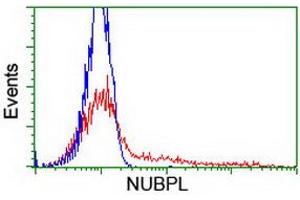 HEK293T cells transfected with either RC204385 overexpress plasmid (Red) or empty vector control plasmid (Blue) were immunostained by anti-NUBPL antibody (ABIN2455153), and then analyzed by flow cytometry.