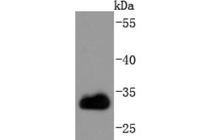 Jurkat cell lysates, probed with CDK1 (3E12) Monoclonal Antibody  at 1:1000 overnight at 4˚C. (CDK1 Antikörper)