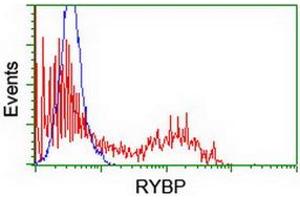 Image no. 2 for anti-RING1 and YY1 Binding Protein (RYBP) antibody (ABIN1500776) (RYBP Antikörper)