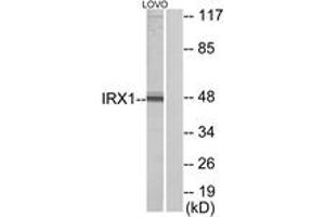 Western Blotting (WB) image for anti-Iroquois Homeobox Protein 1 (IRX1) (AA 221-270) antibody (ABIN2889535) (IRX1 Antikörper  (AA 221-270))