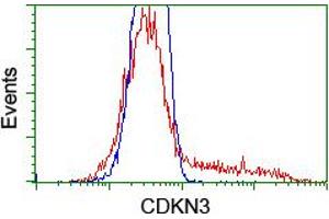 HEK293T cells transfected with either RC213080 overexpress plasmid (Red) or empty vector control plasmid (Blue) were immunostained by anti-CDKN3 antibody (ABIN2455053), and then analyzed by flow cytometry. (CDKN3 Antikörper)