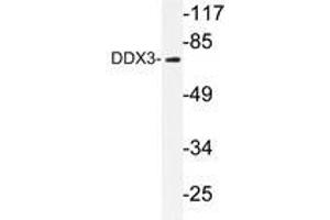 Western blot analysis of DDX3 antibody in extracts from HepG2 cells. (DDX3X Antikörper)