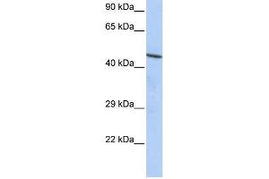 Human HepG2; WB Suggested Anti-CCDC16 Antibody Titration: 0. (CCDC16 Antikörper  (N-Term))