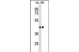 Western blot analysis in HL-60 cell line lysates (35ug/lane). (CLN8 Antikörper  (C-Term))