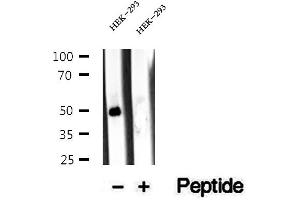 Western blot analysis of extracts of HEK-293 cells, using Antizyme inhibitor 1 antibody. (Antizyme Inhibitor 1 Antikörper  (Internal Region))