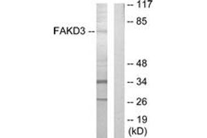 Western Blotting (WB) image for anti-FAST Kinase Domains 3 (FASTKD3) (AA 121-170) antibody (ABIN2889598)