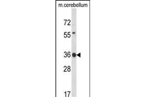 Western blot analysis of CLDND1 Antibody (Center) (ABIN653684 and ABIN2843010) in mouse cerebellum tissue lysates (35 μg/lane). (CLDND1 Antikörper  (AA 43-72))