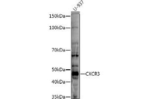 Western blot analysis of extracts of U-937 cells, using CXCR3 antibody (ABIN6131540, ABIN6139279, ABIN6139281 and ABIN6215286) at 1:500 dilution. (CXCR3 Antikörper  (AA 289-368))