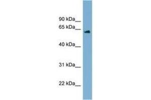 Image no. 1 for anti-Chromosome 12 Open Reading Frame 4 (C12orf4) (AA 179-228) antibody (ABIN6744191) (C12orf4 Antikörper  (AA 179-228))