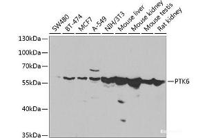 Western blot analysis of extracts of various cell lines using PTK6 Polyclonal Antibody at dilution of 1:1000. (PTK6 Antikörper)