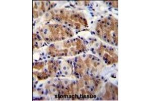 POLR3GL Antibody (Center) (ABIN655314 and ABIN2844893) immunohistochemistry analysis in formalin fixed and paraffin embedded human stomach tissue followed by peroxidase conjugation of the secondary antibody and DAB staining. (POLR3GL Antikörper  (AA 65-93))