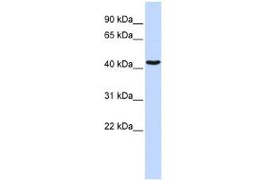 WB Suggested Anti-GATA1 Antibody Titration:  0.