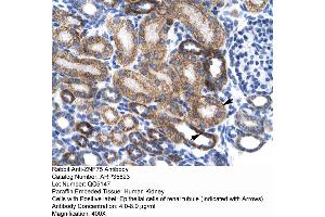 Human kidney (ZNF75 Antikörper  (Middle Region))