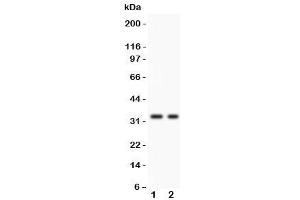 Western blot testing of SFRP2 antibody and 1. (SFRP2 Antikörper  (AA 104-295))