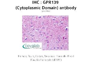 Image no. 1 for anti-G Protein-Coupled Receptor 139 (GPR139) (3rd Cytoplasmic Domain) antibody (ABIN1734944) (GPR139 Antikörper  (3rd Cytoplasmic Domain))