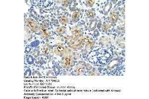 Human kidney (TAF6 Antikörper  (N-Term))