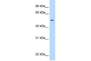 WB Suggested Anti-NEU1 Antibody Titration:  5. (NEU1 Antikörper  (Middle Region))