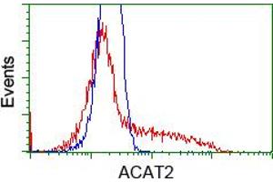Image no. 2 for anti-Acetyl-CoA Acetyltransferase 2 (ACAT2) antibody (ABIN1496397) (ACAT2 Antikörper)