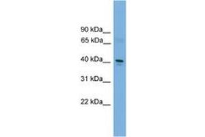 Image no. 1 for anti-Transcription Factor Dp-2 (E2F Dimerization Partner 2) (TFDP2) (AA 301-350) antibody (ABIN6744645) (DP2 Antikörper  (AA 301-350))