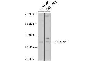 Western blot analysis of extracts of various cell lines, using HSD17B1 antibody (ABIN6129829, ABIN6142002, ABIN6142003 and ABIN6215013) at 1:1000 dilution. (HSD17B1 Antikörper  (AA 1-328))