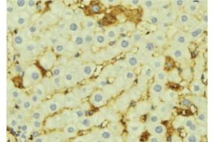 ABIN6276919 at 1/100 staining Mouse liver tissue by IHC-P. (AMBP Antikörper  (C-Term))