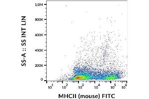 MHC Class II Antikörper  (FITC)