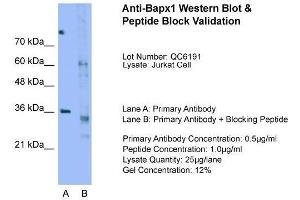 Host:  Rabbit  Target Name:  Bapx1  Sample Type:  Jurkat  Lane A:  Primary Antibody  Lane B:  Primary Antibody + Blocking Peptide  Primary Antibody Concentration:  0.