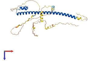 MAFB Protein (AA 1-323) (His tag)