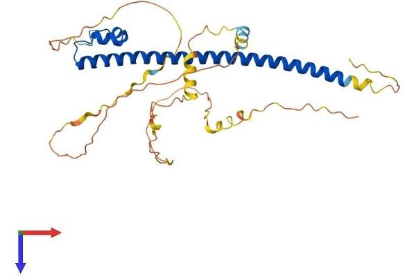 MAFB Protein (AA 1-323) (His tag)