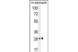 BRMS1L Antibody (N-term) (ABIN654253 and ABIN2844074) western blot analysis in mouse stomach tissue lysates (35 μg/lane).