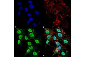 Immunocytochemistry/Immunofluorescence analysis using Mouse Anti-Cav1. (CACNA1C Antikörper  (AA 1507-1733) (HRP))