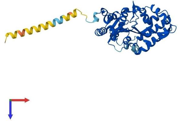 NT5C3 Protein (AA 1-331) (His tag)