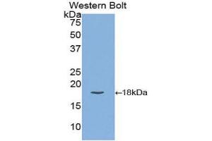 Western Blotting (WB) image for anti-Carcinoembryonic Antigen Gene Family (CEA) (AA 75-219) antibody (ABIN1858354) (CEA Antikörper  (AA 75-219))