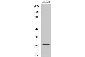 Western Blotting (WB) image for anti-Tumor Necrosis Factor (Ligand) Superfamily, Member 12 (TNFSF12) (Internal Region) antibody (ABIN6280353)