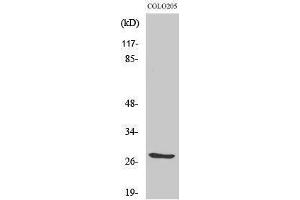 Western Blotting (WB) image for anti-Tumor Necrosis Factor (Ligand) Superfamily, Member 12 (TNFSF12) (Internal Region) antibody (ABIN3180376) (TWEAK Antikörper  (Internal Region))